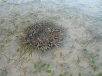 Burrowing anemone on the beach below  Roebuck Bay Caravan Park